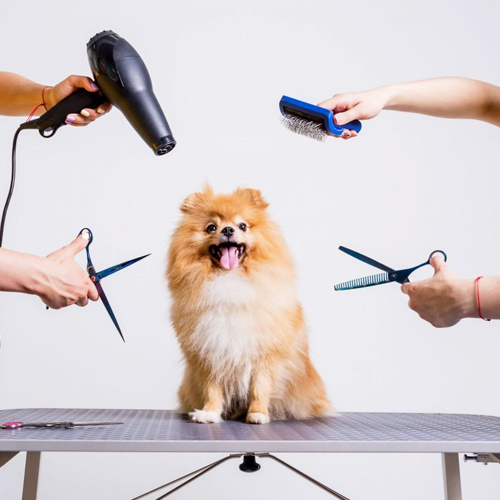 Welcome To Ram Pet Groomer Pet Grooming