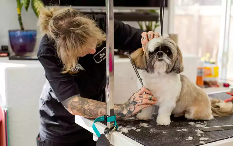 Grooming With Extra Care