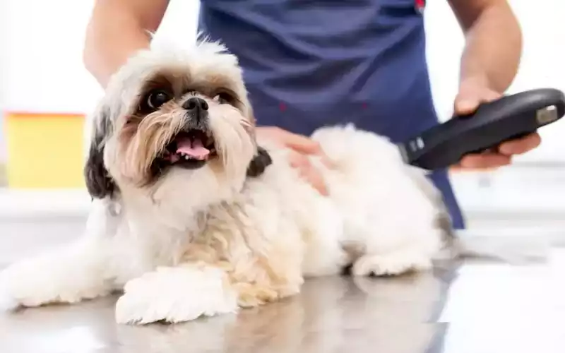 Full Grooming 
